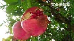 ザクロ 完全無農薬 2キロのサムネイル