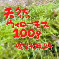 天然ウィローモス 100ｇ 採取 送料無料のサムネイル