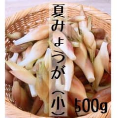 夏みょうがのサムネイル