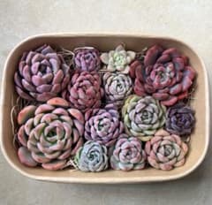 エケベリア カット苗 寄せ植えセット 多肉弁当のサムネイル