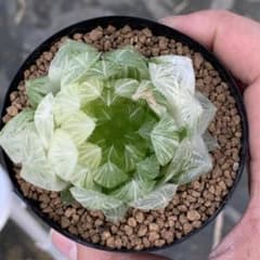 m44060002602_1.jpg?1712572566