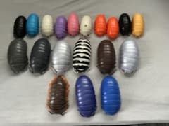 ダンゴムシ ガチャ 大９個　小10個　セットのサムネイル