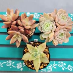 多肉植物3点セットのサムネイル