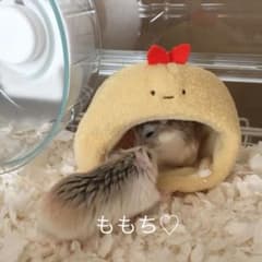 ももち♡のサムネイル