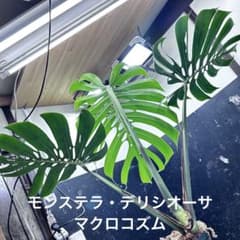 モンステラデリシオーサマクロコズム超希少系統鉢植え83㎝ - メルカリ