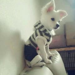 犬服7のサムネイル