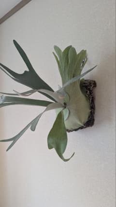 Pewchan  Princess F401／ピューチャン／Fシリーズ P.Pewchan Snow princess F401 【artPLANTs/PLANTS GARAGE