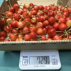 山形県寒河江市産　朝収穫　紅きらり　加工用　700gのサムネイル