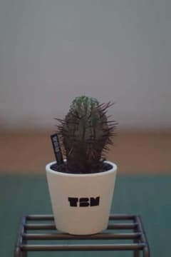 ユーフォルビア ホリダ 白銀 TBM鉢 - メルカリ