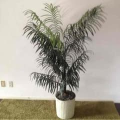 大きめの観葉植物 フェイク。のサムネイル