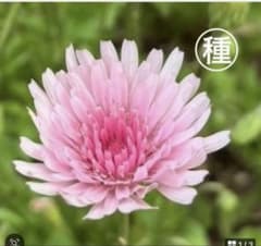 モモイロタンポポ 桃色たんぽぽ 種 - メルカリ
