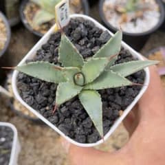 アガベ 吉巴羅（特白肌怒雷神×血妖) Hu plants タグ付き アガベ 吉巴羅（特白肌怒雷神×血妖) Hu plants タグ付き - メルカリ