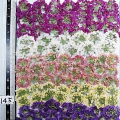 【押し花】　アリッサム　10枚　花材　素材　670 87farm】食べられる押し花 10枚入（アリッサム ミックス） | 雑貨屋