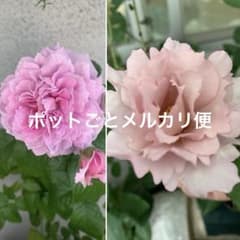 バラ 挿し木苗 2苗セット 藤色系 - メルカリ