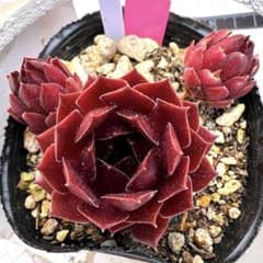 多肉植物 センペルビウム ルビーポート No.11【桃】 - メルカリ
