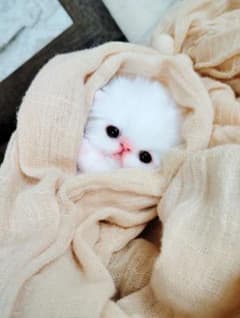 お腹ぽっこり♡むぎゅサイズ♡子猫のラムネちゃん♡アートドール♡ぬいぐるみ♡ お腹ぽっこり♡むぎゅサイズ♡子猫のラムネちゃん♡アートドール