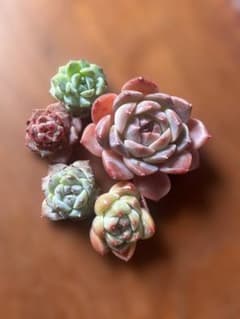 多肉植物 エケベリア カット苗 訳ありのサムネイル