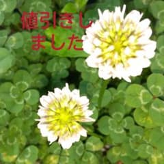 ❤5つ葉のクローバー❤　合格クローバー　観葉植物　植物　多肉植物のサムネイル