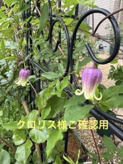 クロリス様 ご確認用のサムネイル