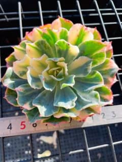 ツナミ錦 古株 美斑入り 多肉植物 エケベリア - メルカリ