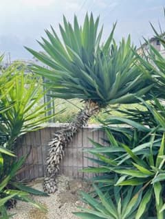 美株 ユッカグロリオサ 曲がり分頭株 m44376644324_1.jpg?1755998810