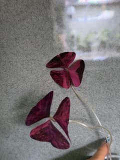 Oxalis triangularis Variegatedのサムネイル