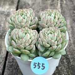 SALE❗️555多肉植物 エケベリア ピンクベリー カット苗 寄せ植え