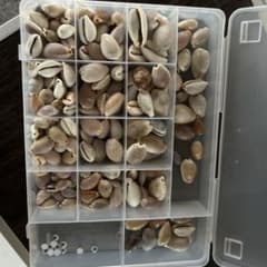 貝殻のサムネイル