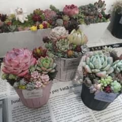 アンティーク風ブリキポット3色*そのまま飾れる多肉植物の寄せ植え