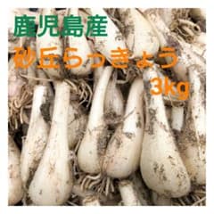【hirorin】鹿児島県産砂丘らっきょう 8kg Lサイズ hirorin様専用】鹿児島県産砂丘らっきょう 8kg Lサイズ - メルカリ