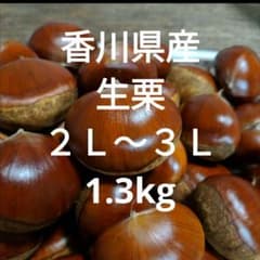 香川県産 生栗 2Ｌ〜3Ｌ 1.3kgのサムネイル