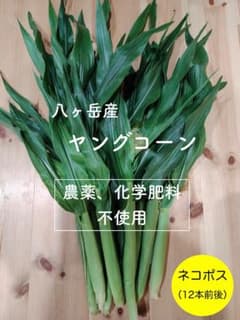 八ヶ岳産　農薬不使用　味来 ミライ　ヤングコーン　ベビーコーン　信州 長野　野菜のサムネイル