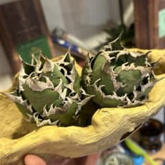 アガベ レッドキャットウィーズル×superシーザー ゴリ猫 地獄猫 S株