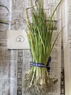 玉ねぎ苗 もみじ3号 晩生 B級品 ② - メルカリ