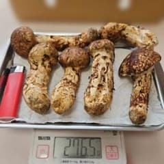 ​【採れたて天然】国産 松茸　岩手県産 約276g（6本）軸しっかり・香り抜群！のサムネイル