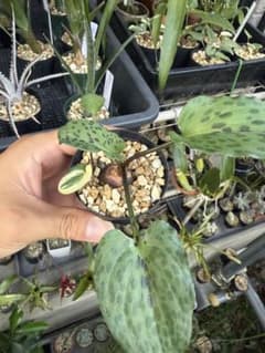 ドリミオプシス　マクラータのサムネイル