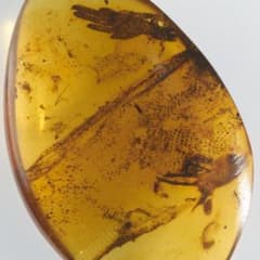 レア極上品 PA0046虫入り琥珀化石 ミャンマーカムティかタナイ9900万年