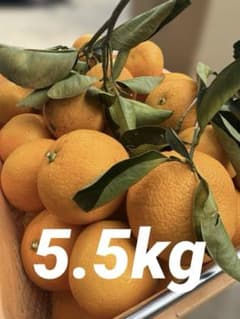 5.5kg 八朔（はっさく）【農家直送・栽培期間中不使用】静岡産｜日曜日発送のサムネイル