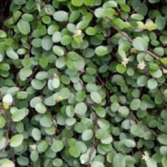 ワイヤープランツ カット    多肉植物のサムネイル