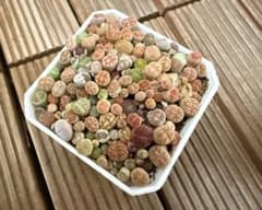 多肉植物 リトープス 訳あり 1ポット - メルカリ