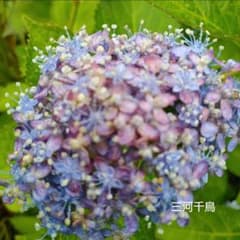 52 三河千鳥あじさい挿し木苗 ネコポス発送 - メルカリ