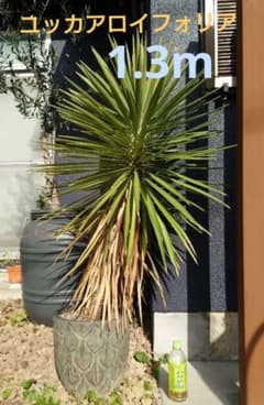 【送料込み】希少種★ユッカアロイフォリア 130cm 観葉植物 プランターセットのサムネイル