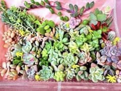 多肉植物　カット苗　詰め合わせのサムネイル