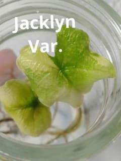 アロカシア ジャクリン 斑入り Alocasia Jacklyn var - メルカリ