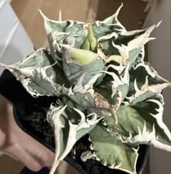 R*n様 アガベ チタノタ 大白鯊 【脇芽・白鋸歯・強トップ・低重心