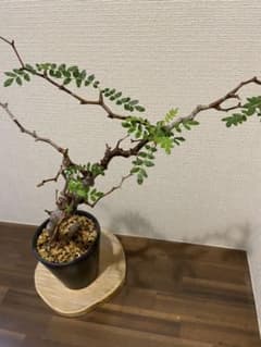 【塊根植物 多肉植物】コミフォラ モンストローサ　美樹形のサムネイル