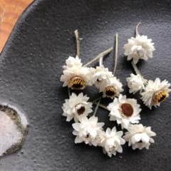 ドライフラワーのサムネイル