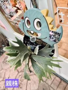 【メルカリ便】P. Willinckii Bambi (TC) 【08】 P. Willinckii Spur(TC) - メルカリ
