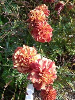 ストロベリーブロンド種　花がらごとのサムネイル