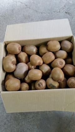 キウイフルーツ　ヘイワード　約5.5kg　訳ありのサムネイル